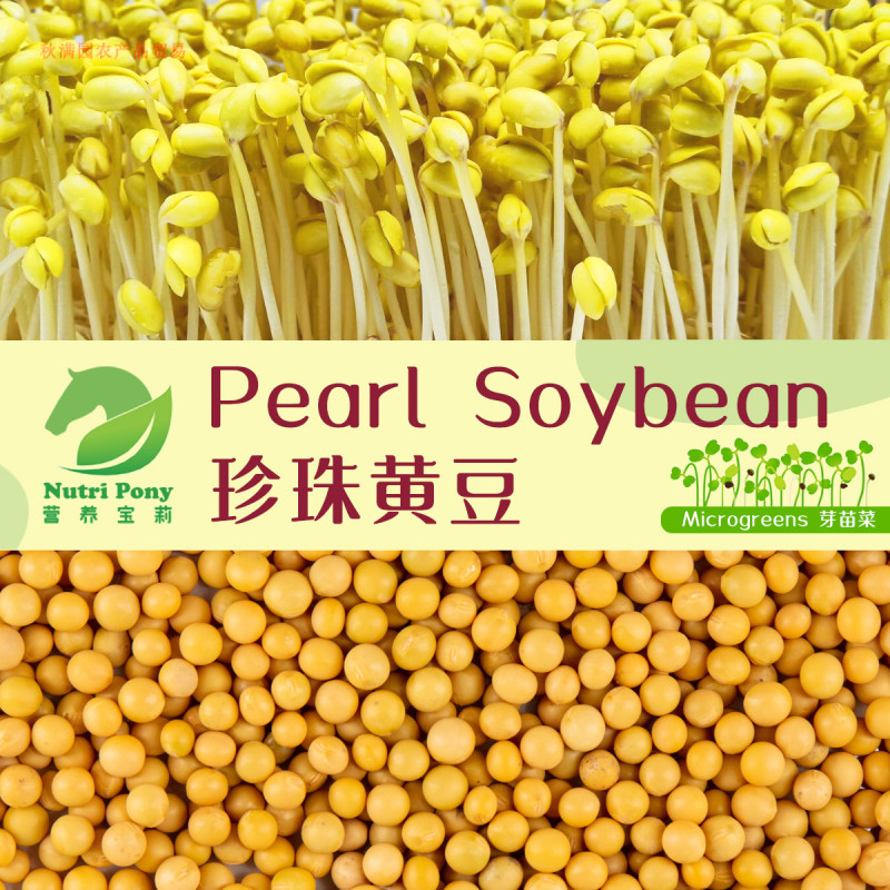 Pearl Soybean Sprouts Microgreens Seeds NonGMO